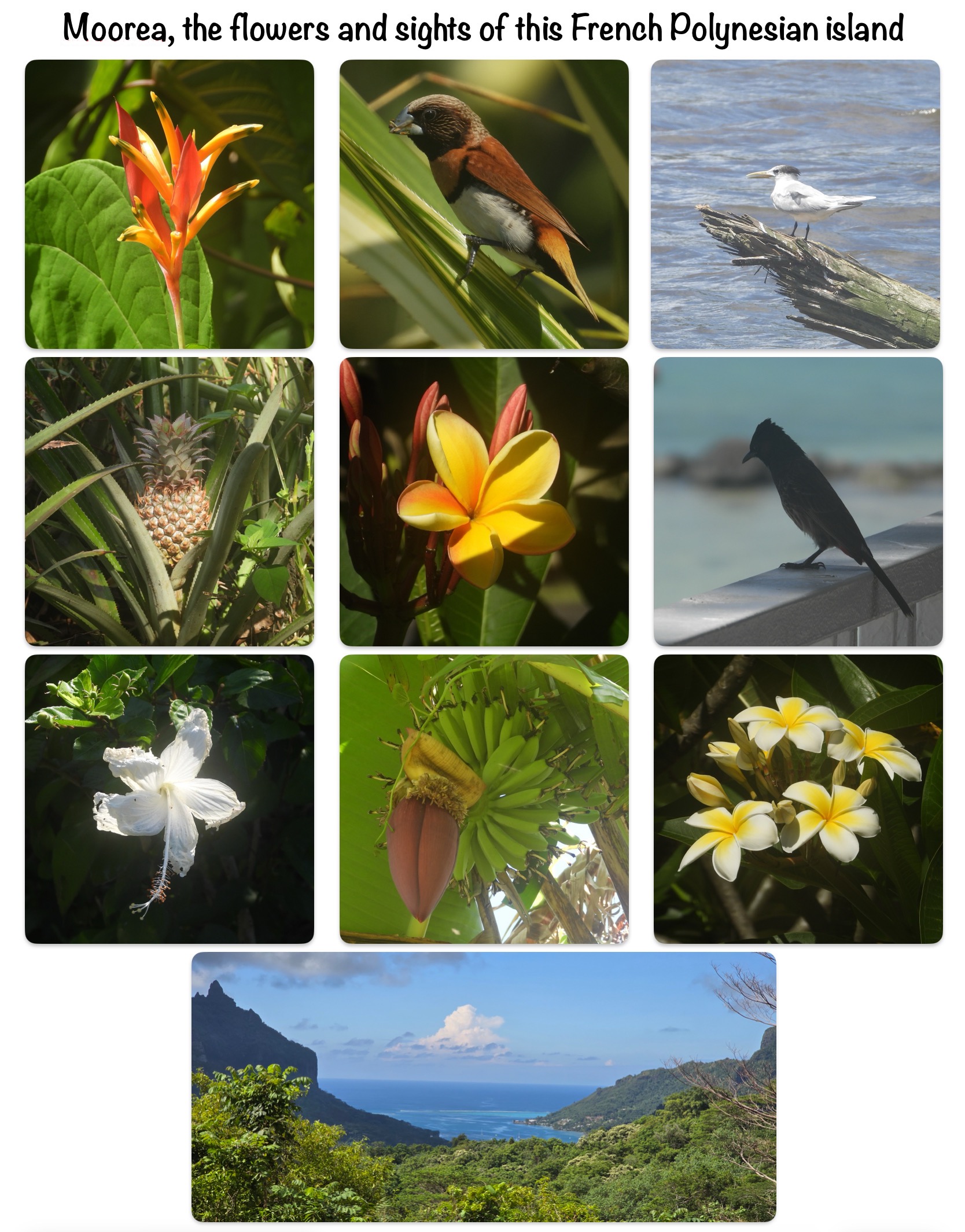 Moorea, the flowers and sights of this French Polynesian island