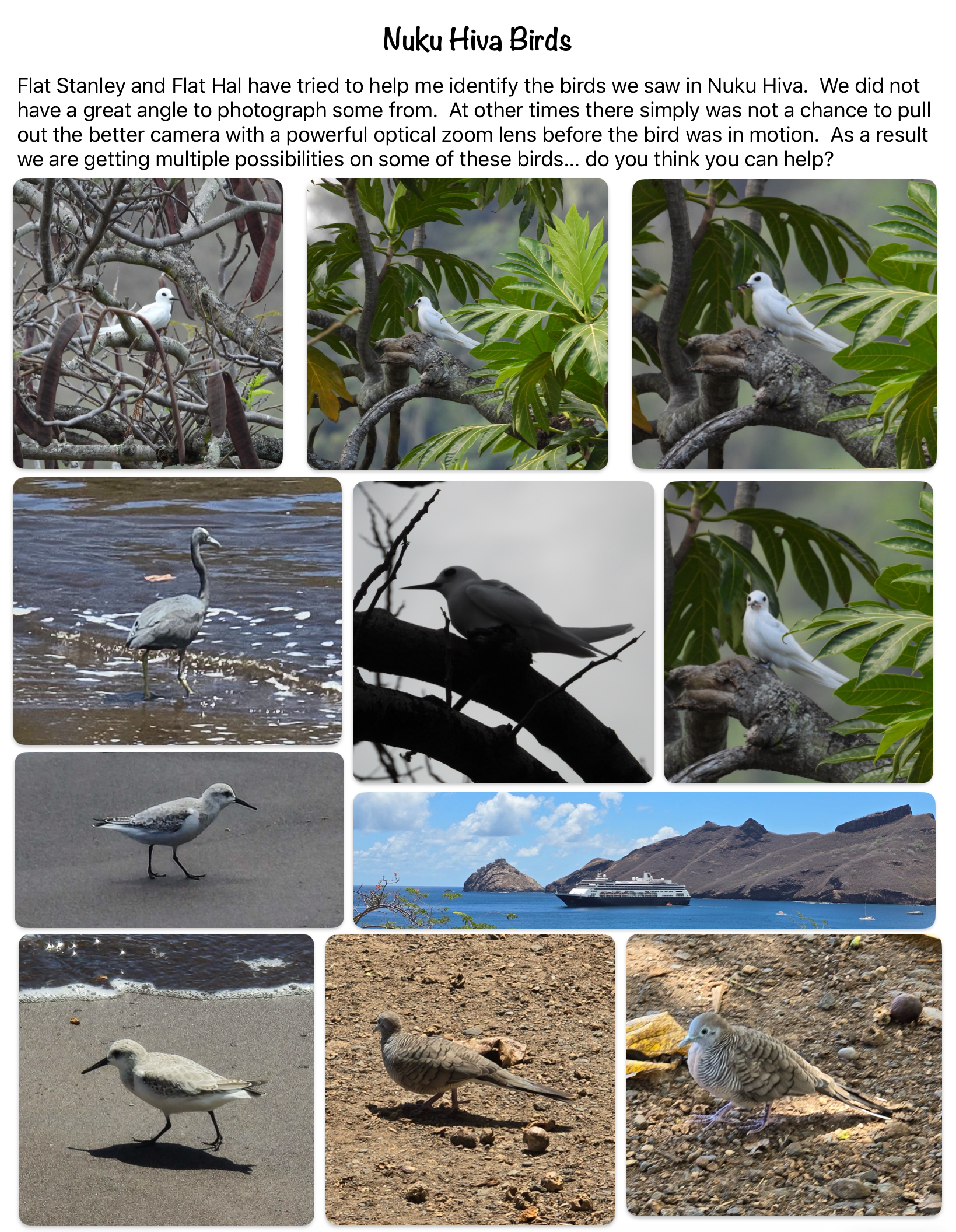 Birds the Flat Fellas saw (and photographed) in Nuku Hiva