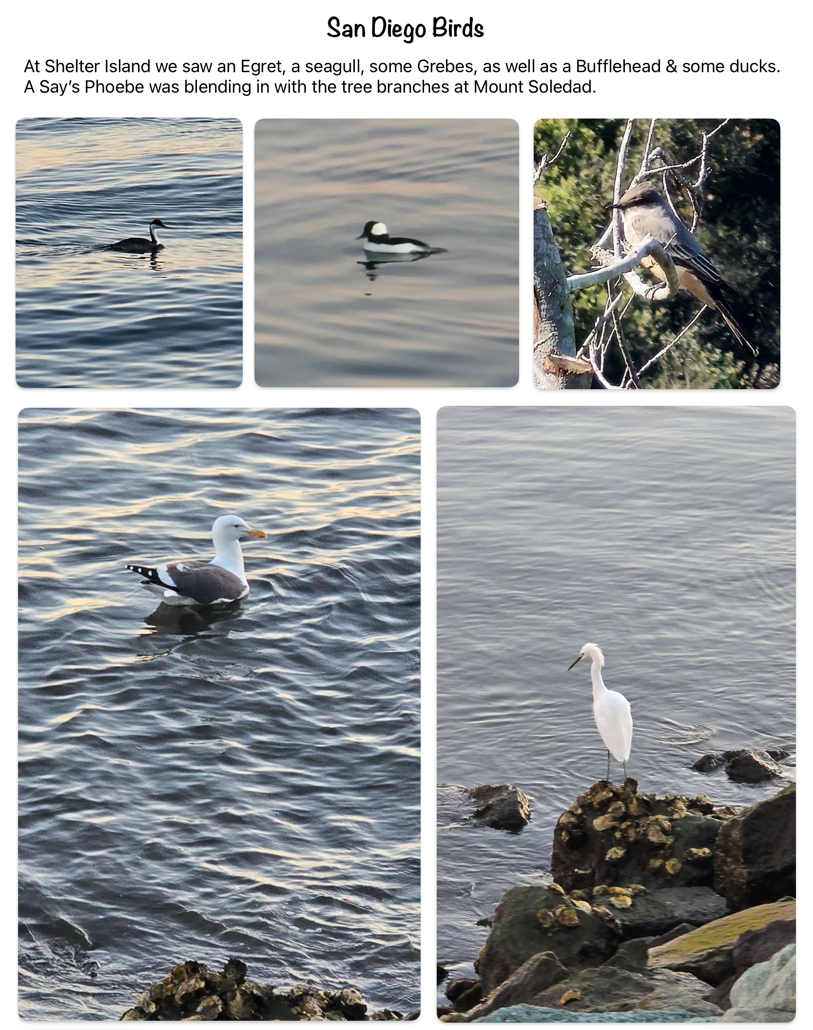 Birds the Flat Fellas saw in San Diego