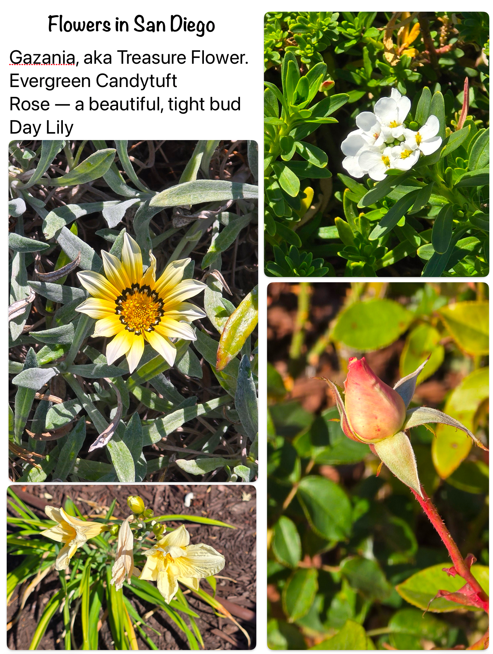 Flowers the Flat Fellas saw in San Diego