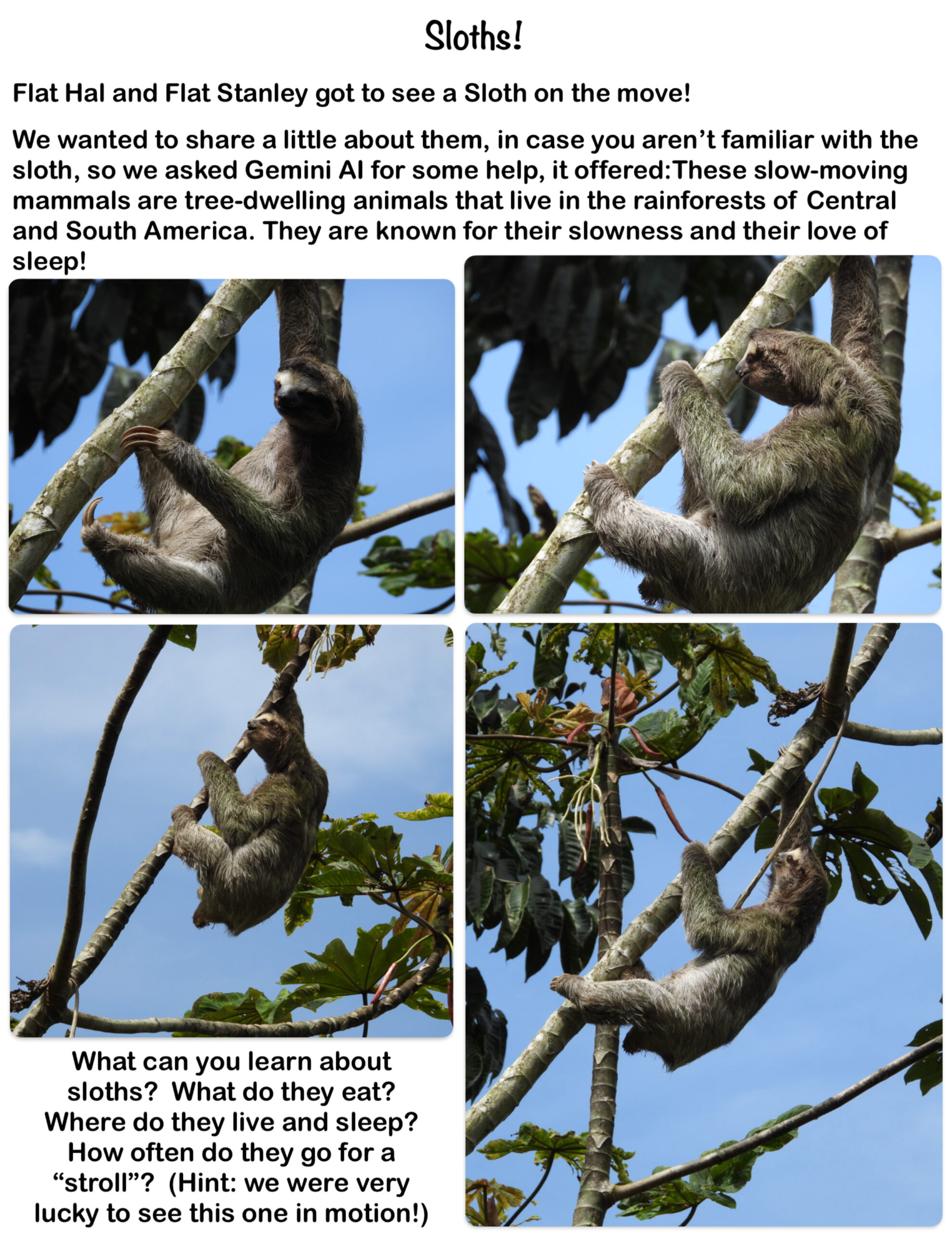 Sloths!  The Flat Fellas see a Sloth on the Move in Costa Rica!