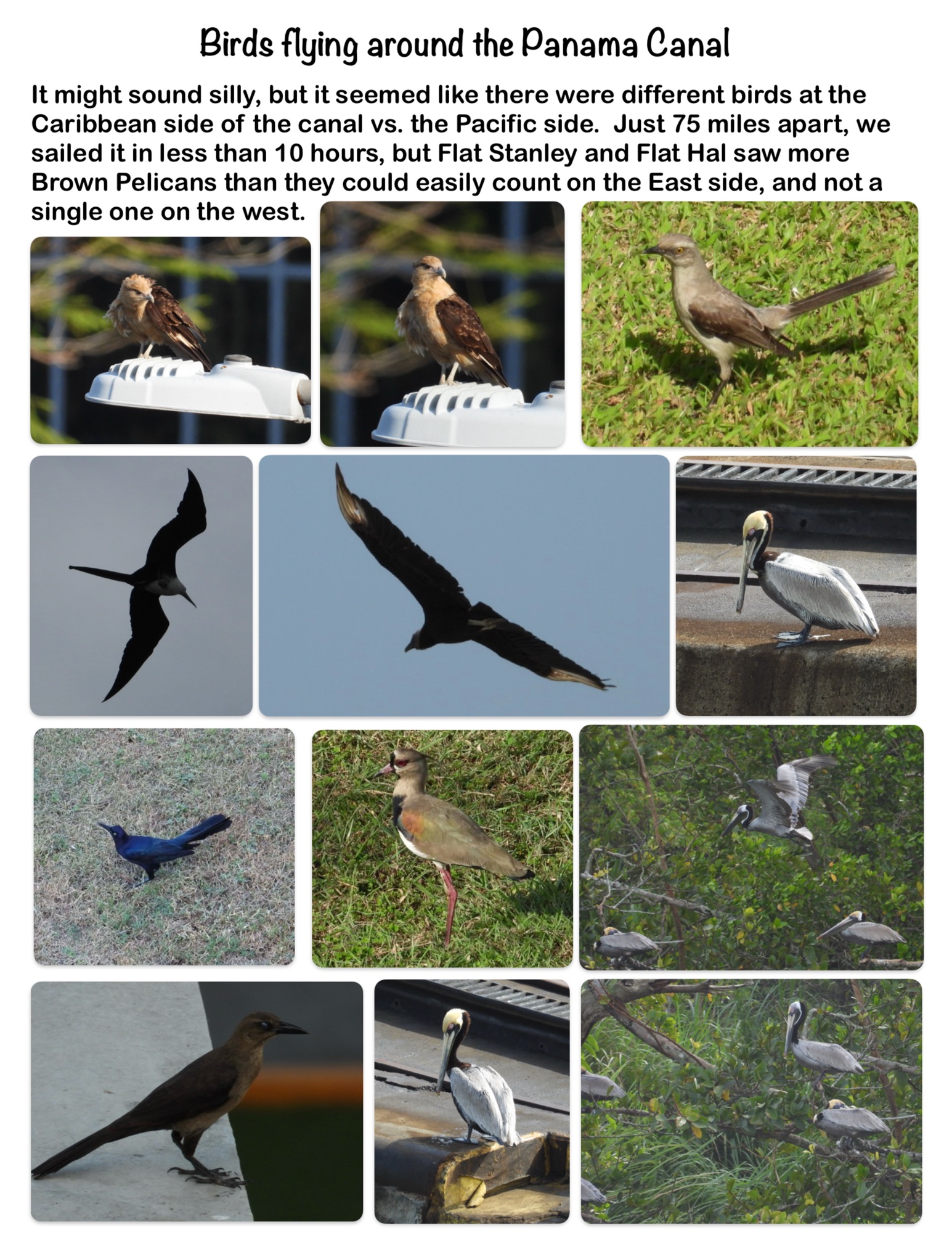 Birds flying around the Panama Canal