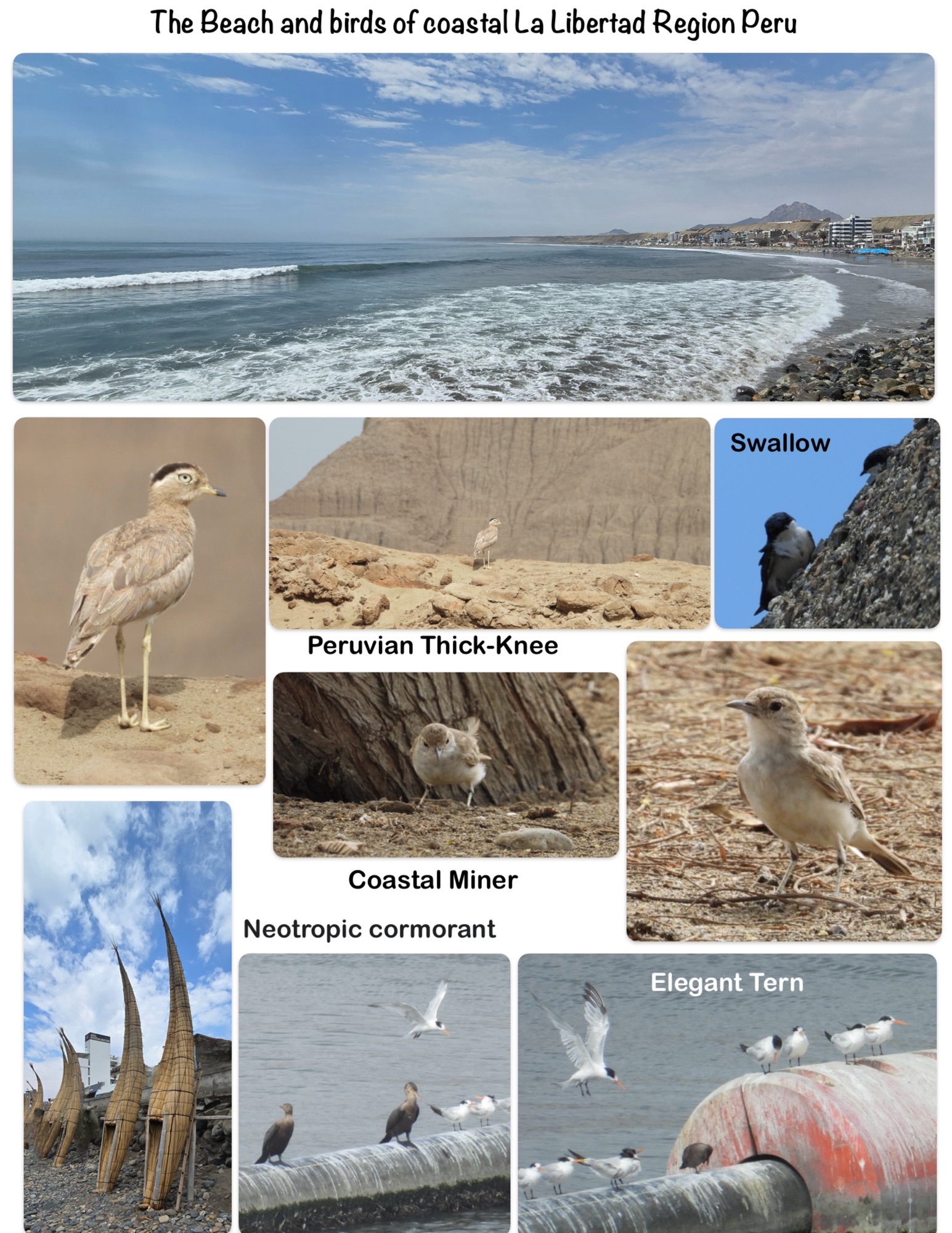 The Beach and birds of coastal La Libertad Region Peru