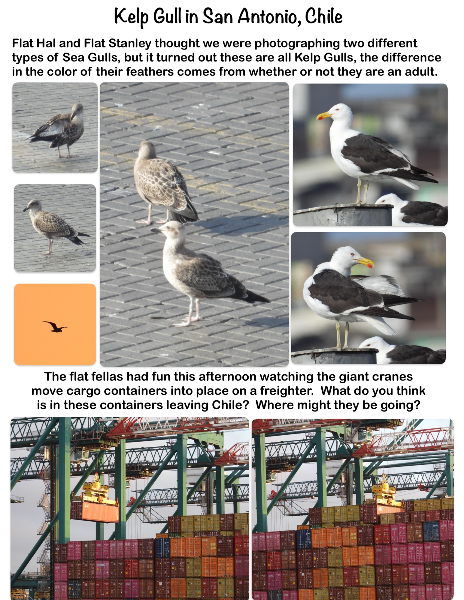 Kelp Gull in San Antonio, Chile