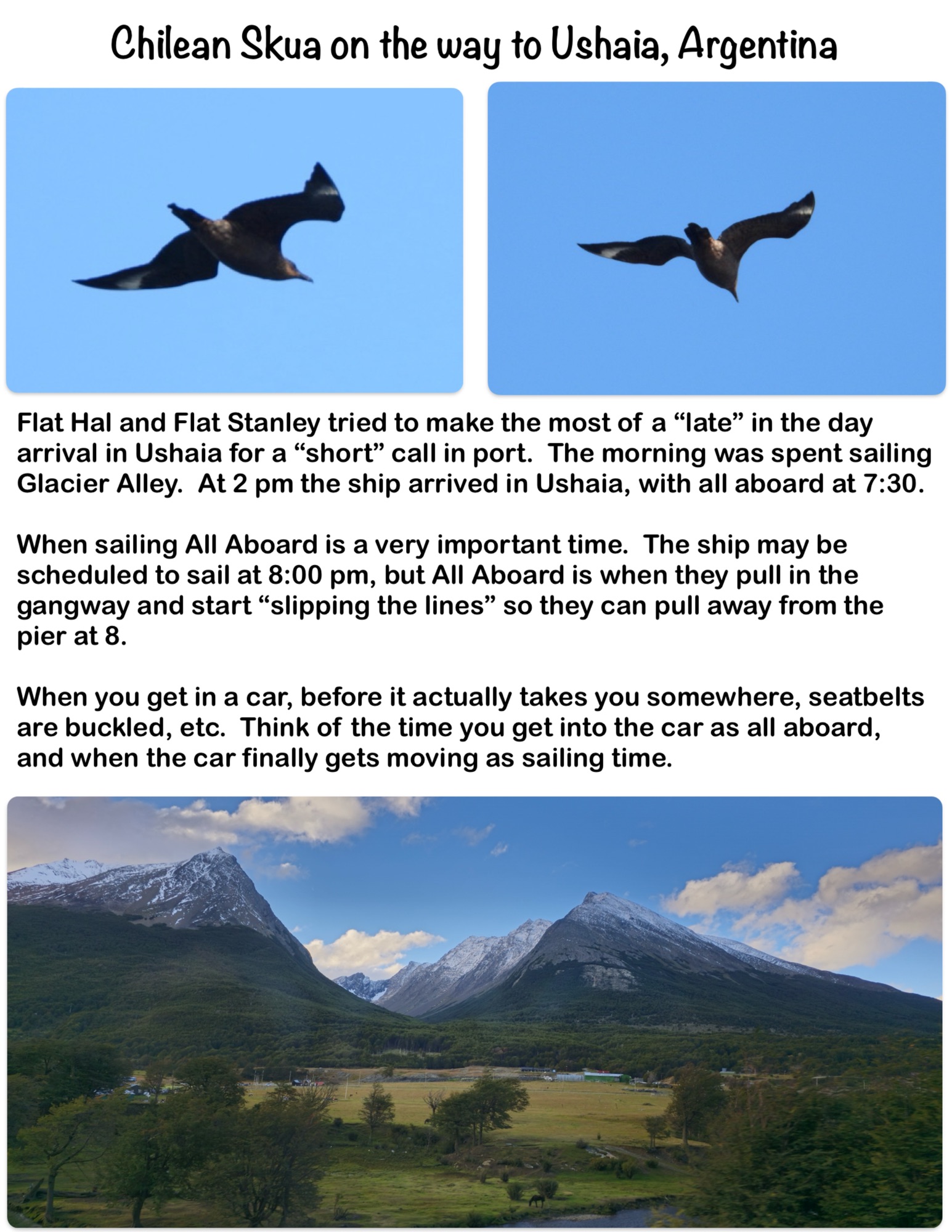 Chilean Skua on the way to Ushaia, Argentina