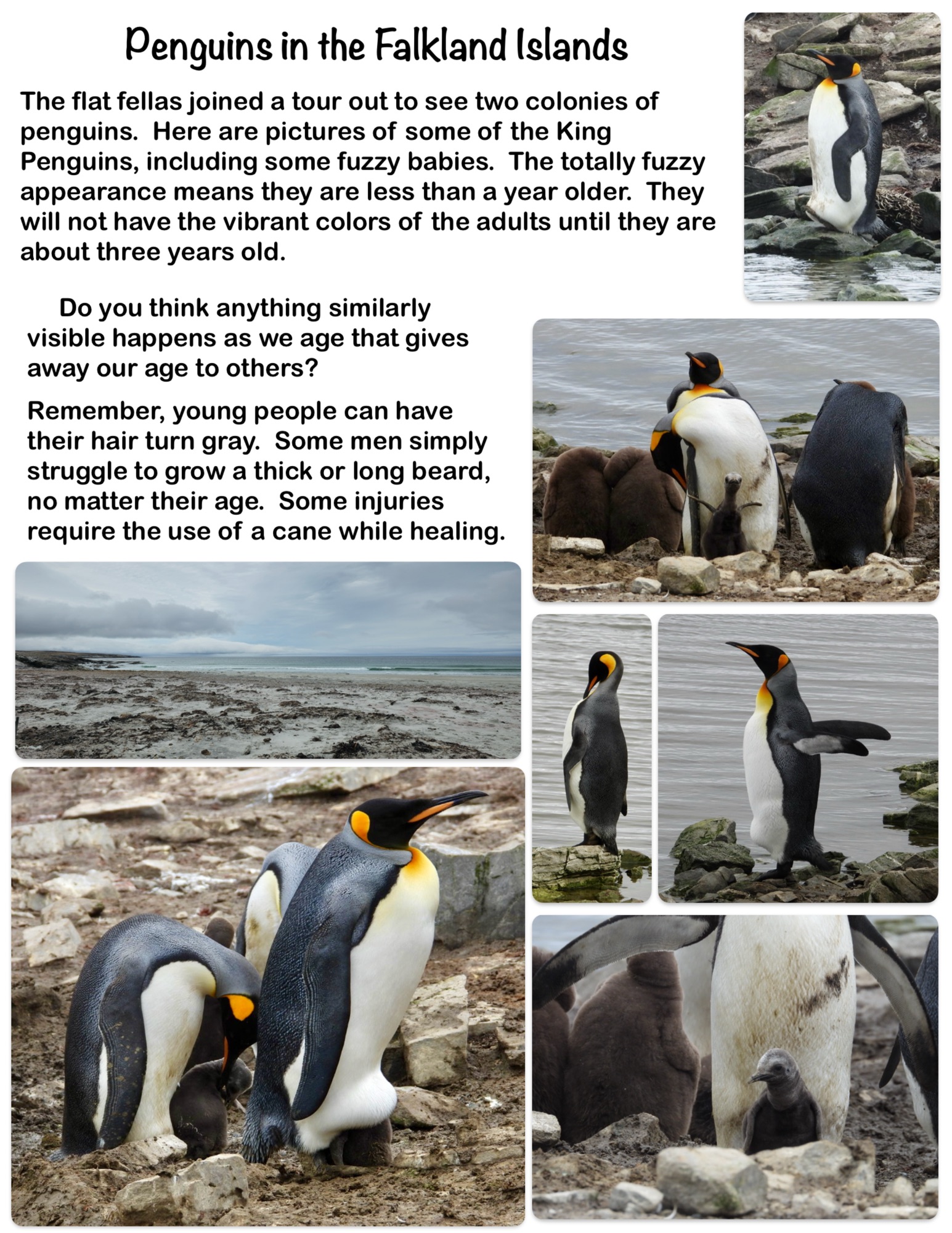 Penguins in the Falkland Islands