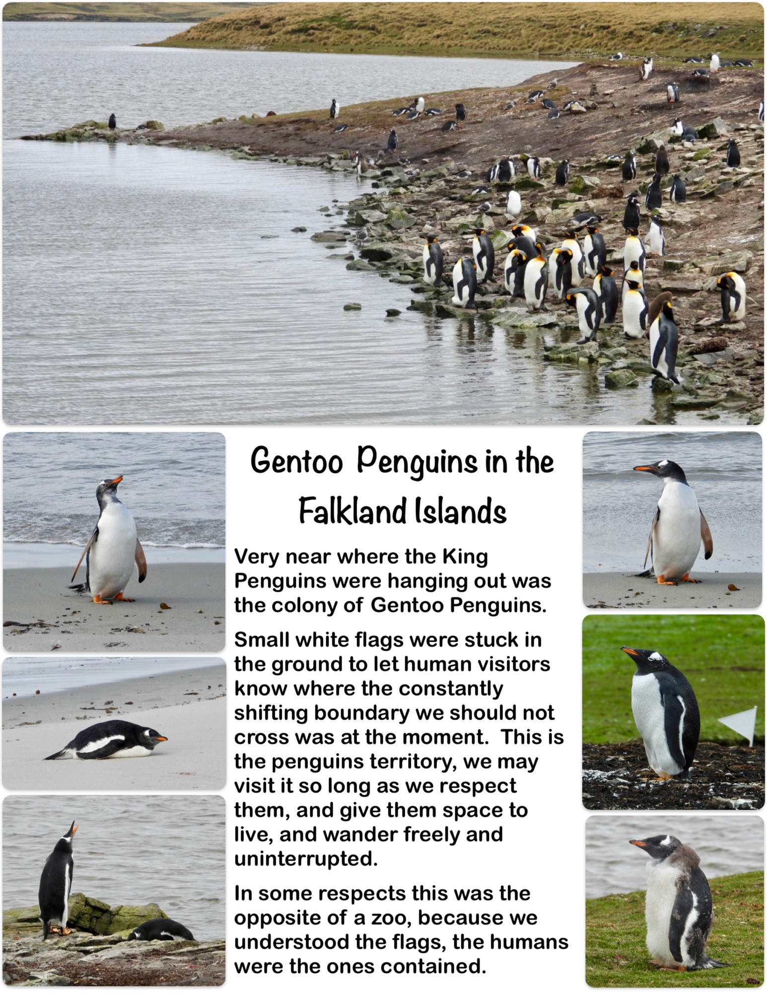 Gentoo Penguins in the Falkland Islands