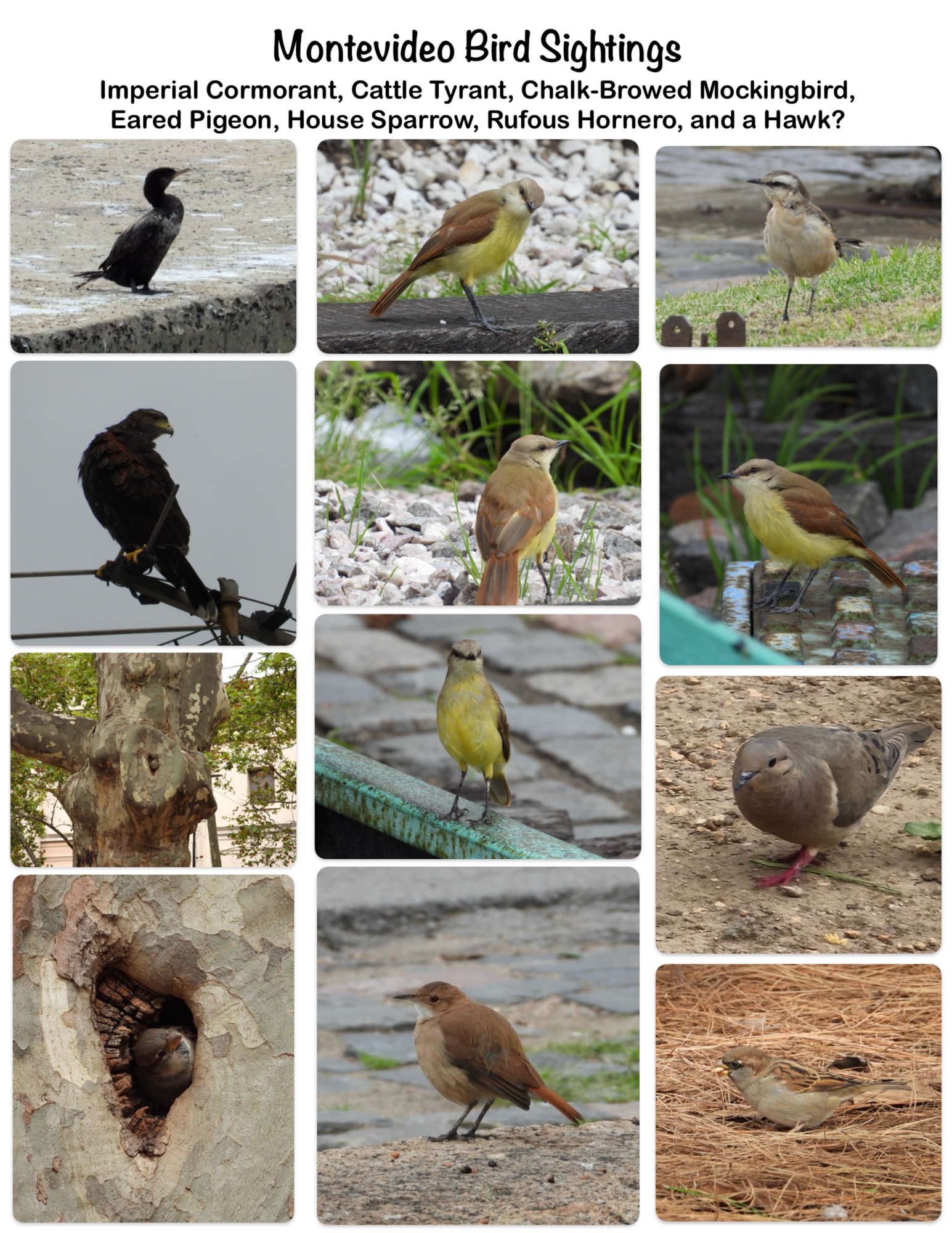 Montevideo Bird Sightings
