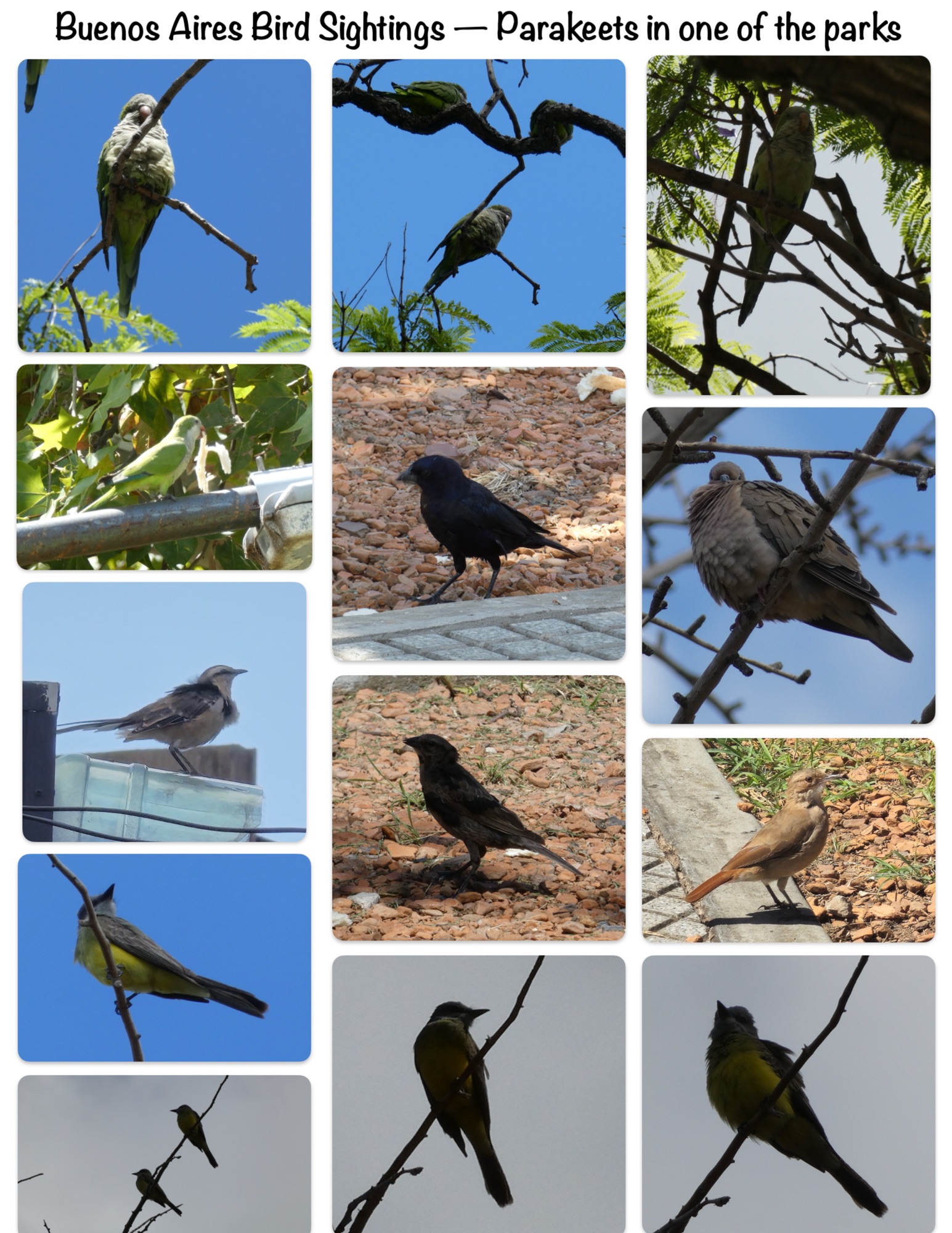 Buenos Aires Bird Sightings — Parakeets in one of the parks