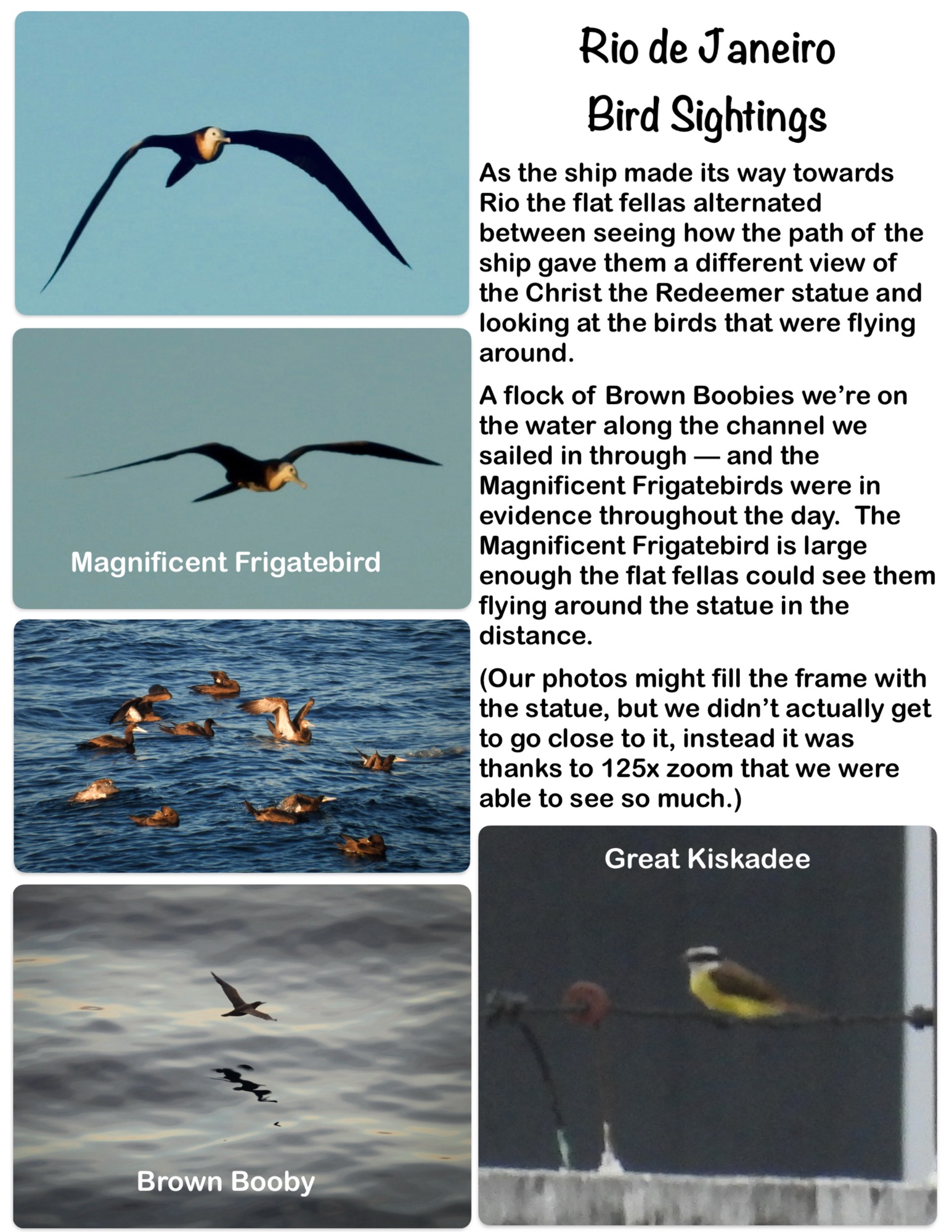Rio de Janeiro Bird Sightings