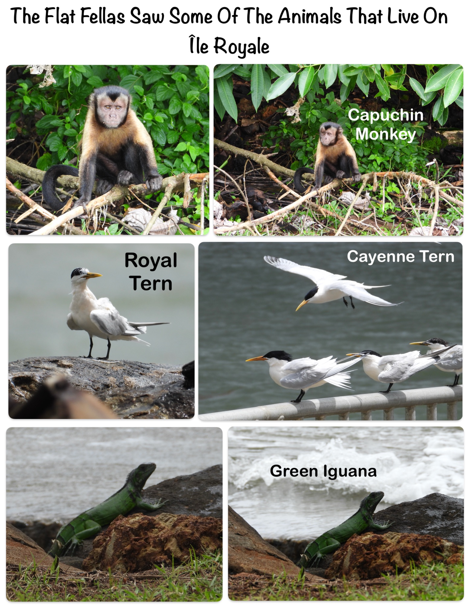 The Flat Fellas Saw Some Of The Animals That Live On Île Royale