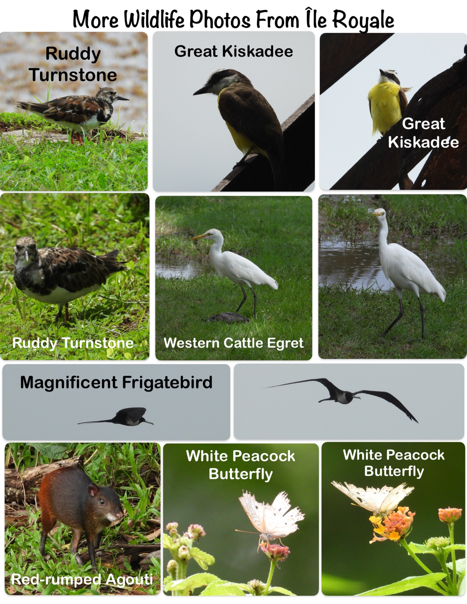 More Wildlife Photos From Île Royale