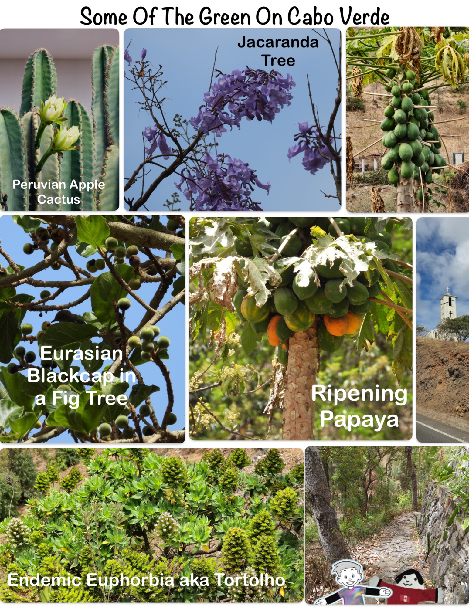 Some Of The Green On Cabo Verde