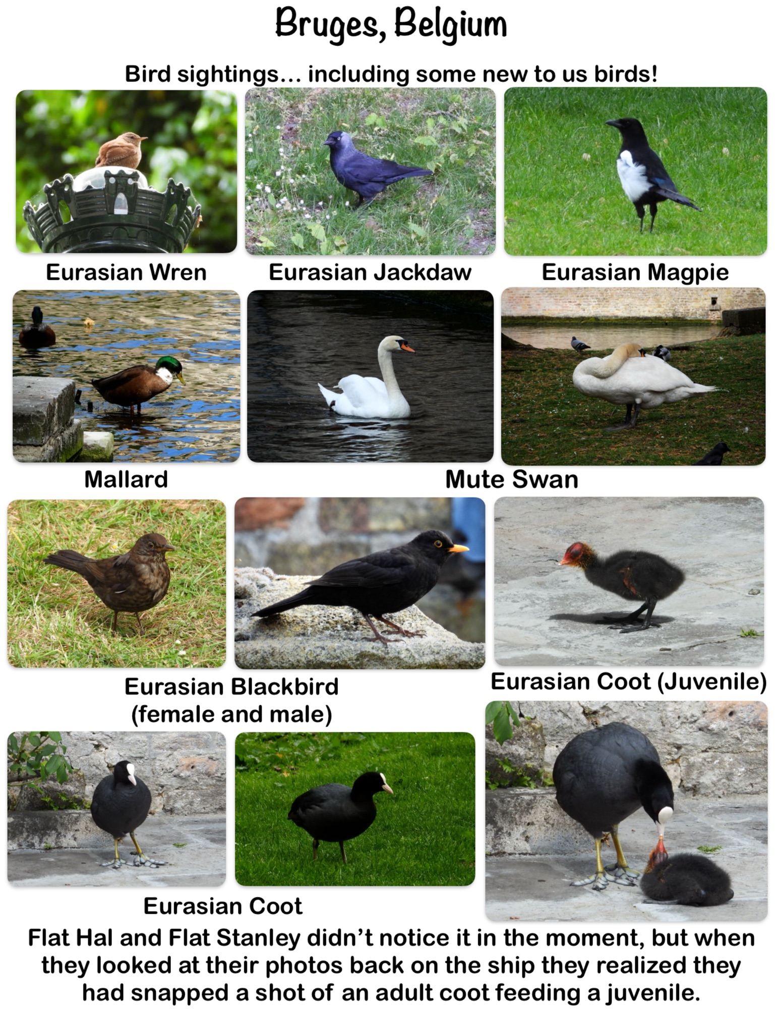 The Birds of Bruges, Belgium