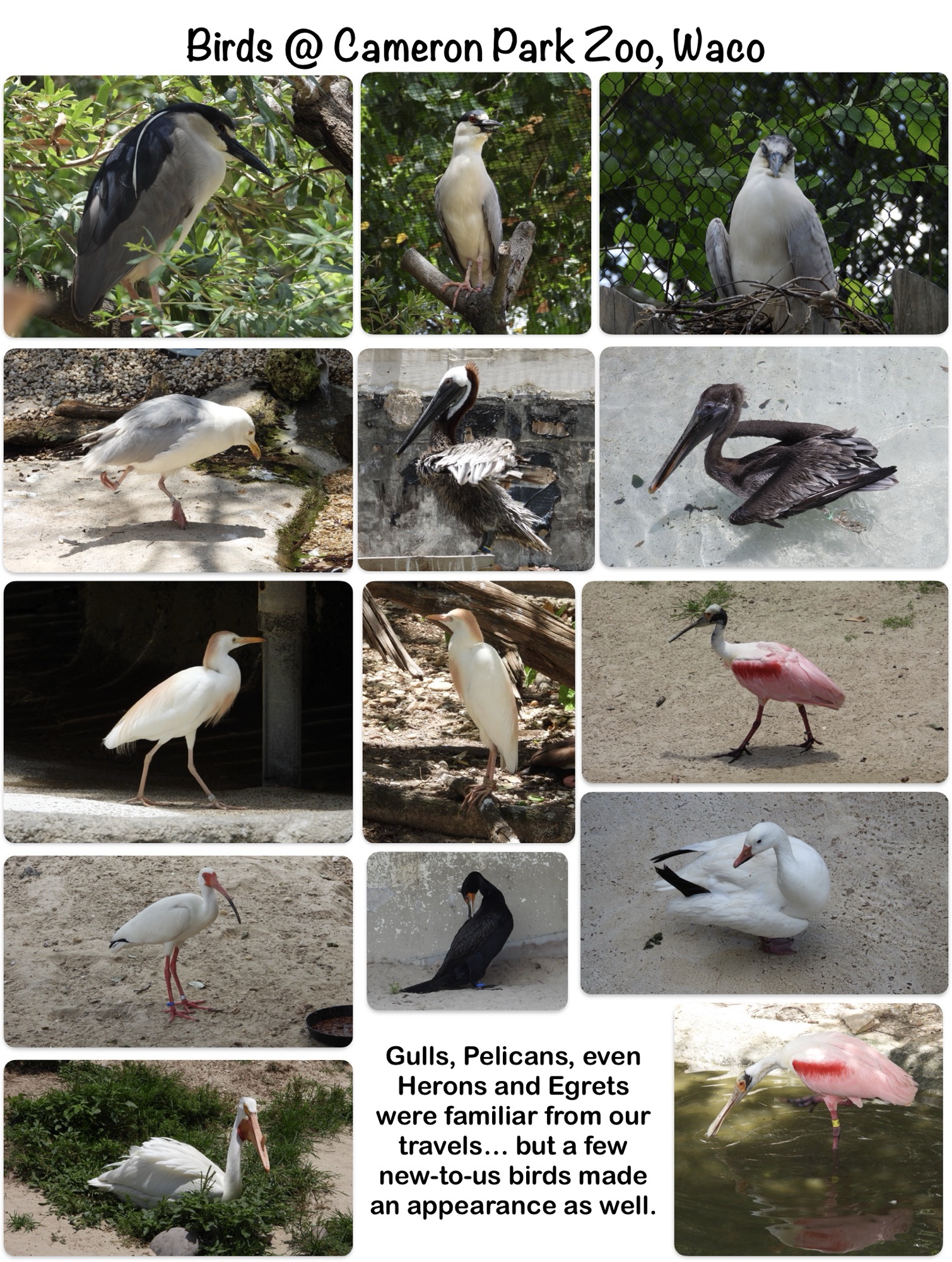 Birds @ Cameron Park Zoo, Waco